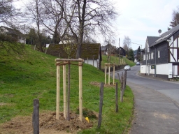 Baumpflanzung_2010